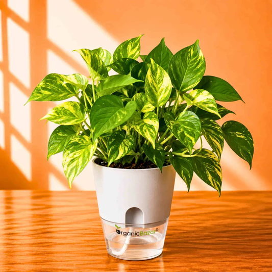 Cultivate Your Dream Organic Garden