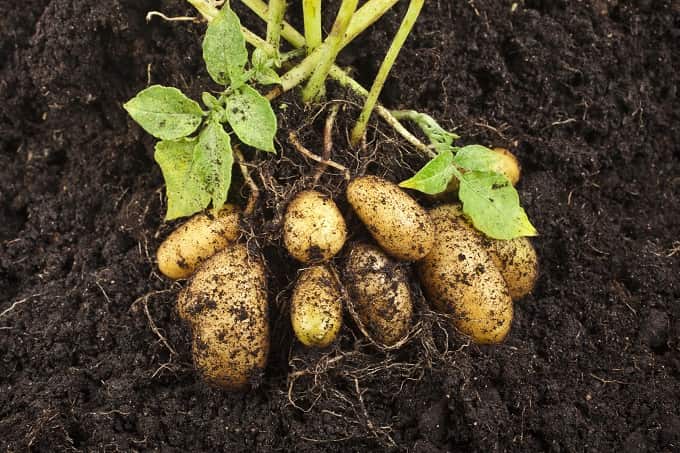 Geo Fabric 15X12 Potato Grow Bag With Harvest Window For Terrace Gardening Suitable For Vegetable and Flower Plants - Image 4