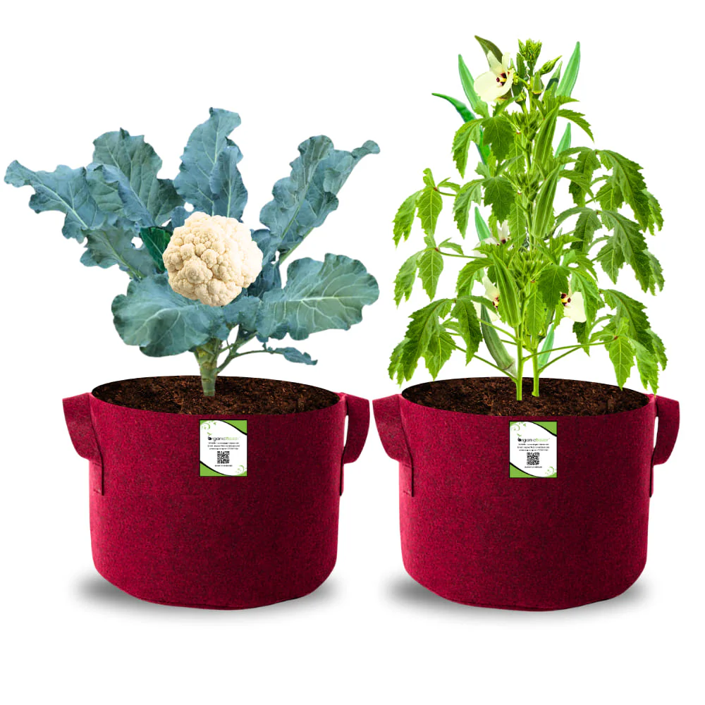 OrganicBazar 15X12 Geo Fabric Grow Bags for Terrace Garden - Image 7