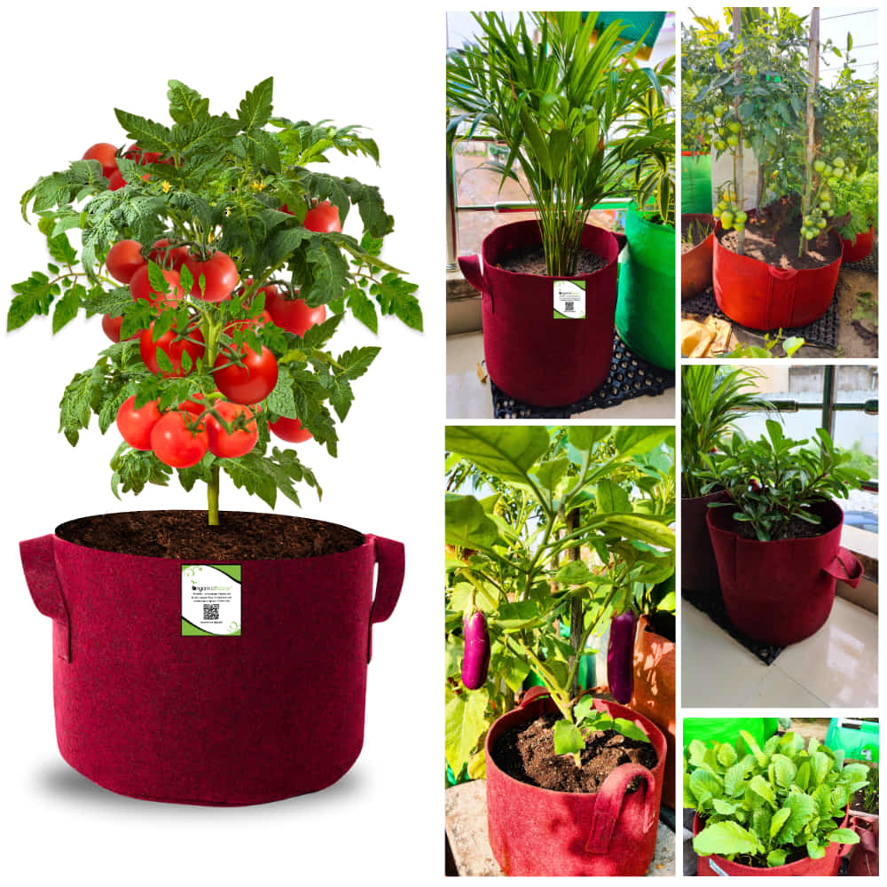 OrganicBazar 15X12 Geo Fabric Grow Bags for Terrace Garden - Image 8