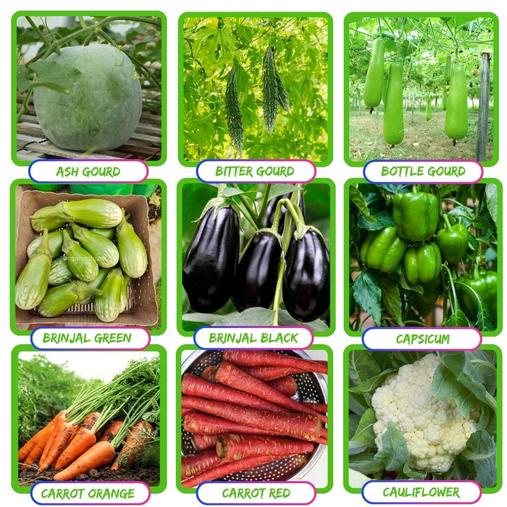 35 Variety Of Vegetable Seeds Kit With High Germination Rate (8800 Seeds) - Image 3