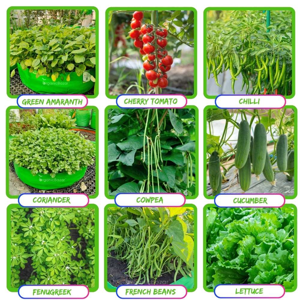35 Variety Of Vegetable Seeds Kit With High Germination Rate (8800 Seeds) - Image 4
