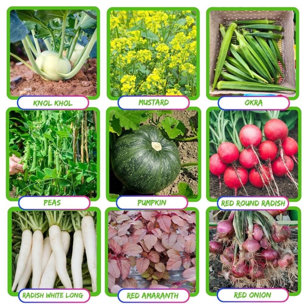 35 Variety Of Vegetable Seeds Kit With High Germination Rate (8800 Seeds) - Image 5