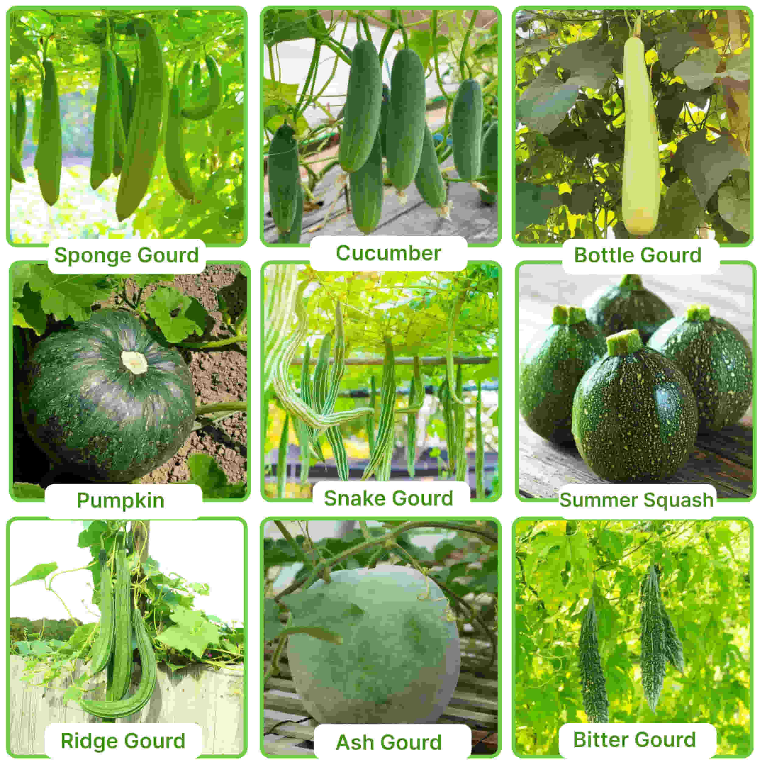 45 Variety of Vegetable Seeds kit With High Germination Rate - Image 10