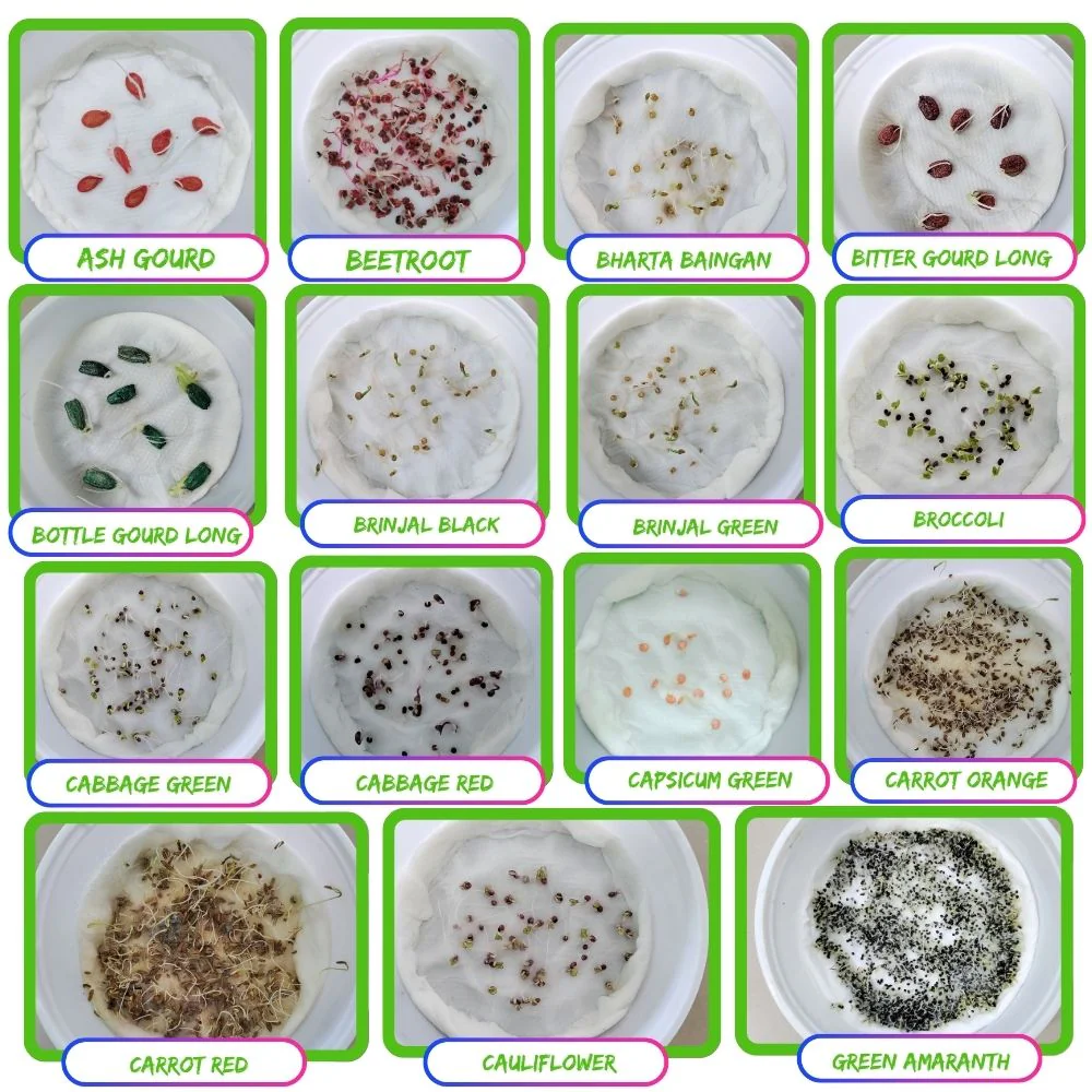 45 Variety of Vegetable Seeds kit With High Germination Rate - Image 6