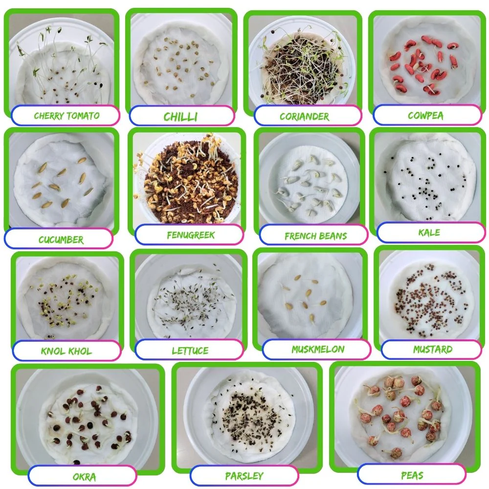 45 Variety of Vegetable Seeds kit With High Germination Rate - Image 7