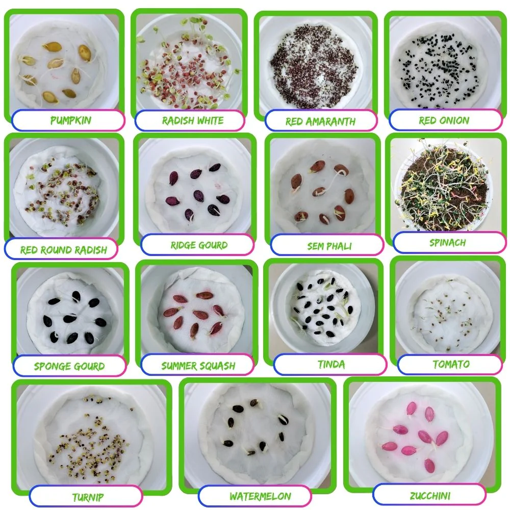 45 Variety of Vegetable Seeds kit With High Germination Rate - Image 8
