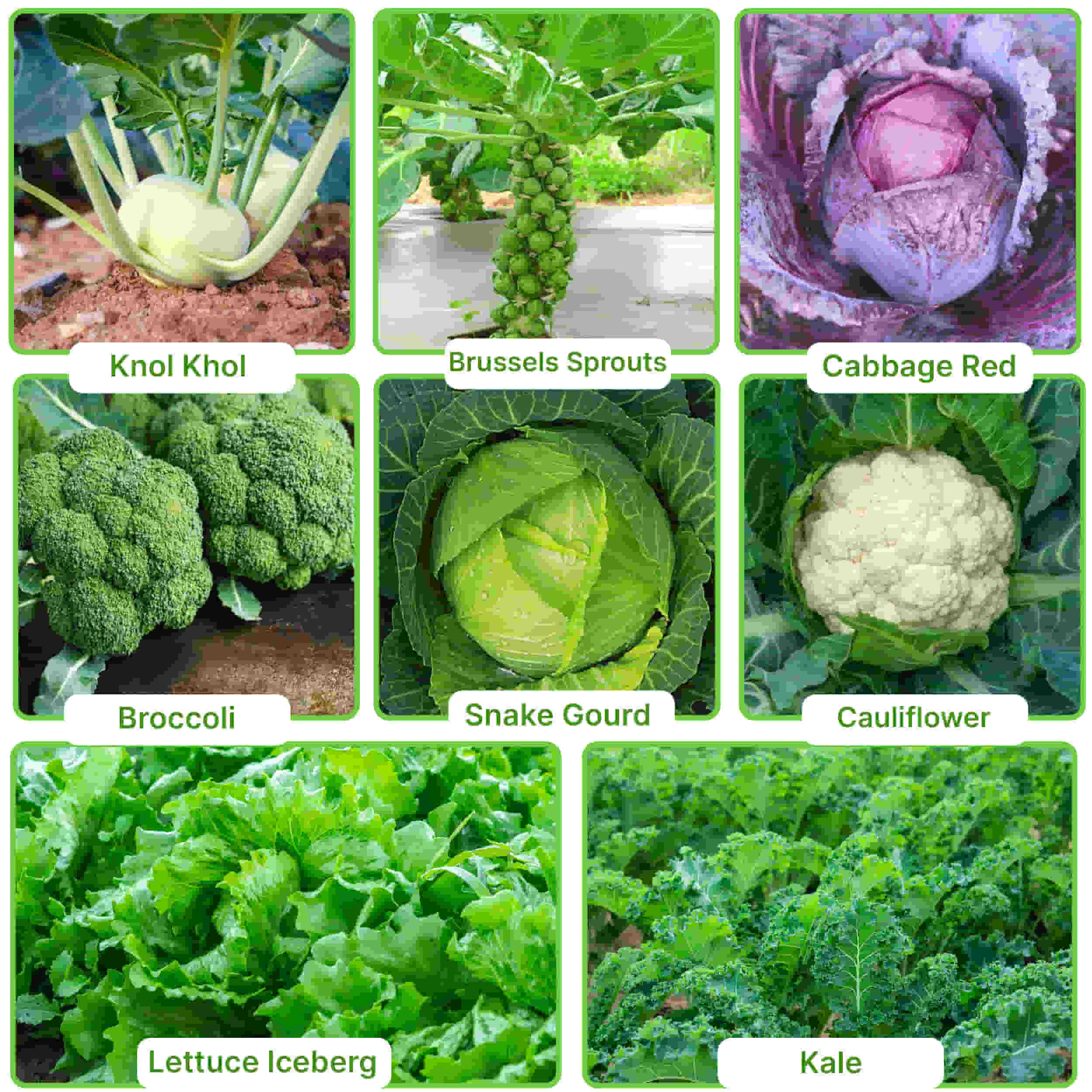 45 Variety of Vegetable Seeds kit With High Germination Rate - Image 9