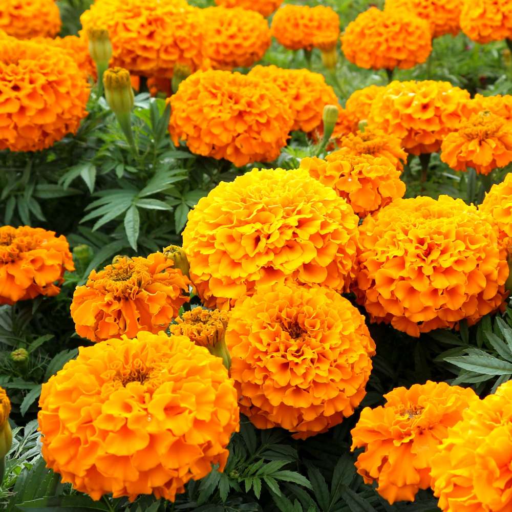 African Marigold (Genda) Dwarf Orange Seeds - 30 Seeds (गेंदा के बीज) High Germination/ Easy To grow/ Perfect for pots, balconies, or Terrace gardens - Image 2