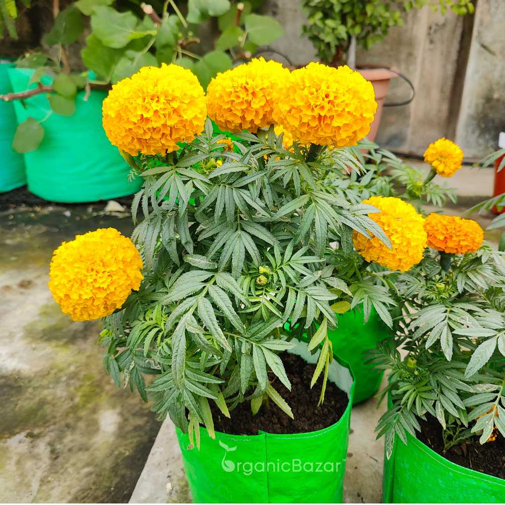 African Marigold Dwarf Yellow Seeds - 30 Seeds (गेंदा के बीज) High Germination/ Easy To grow/ Perfect for pots, balconies, or Terrace gardens - Image 3