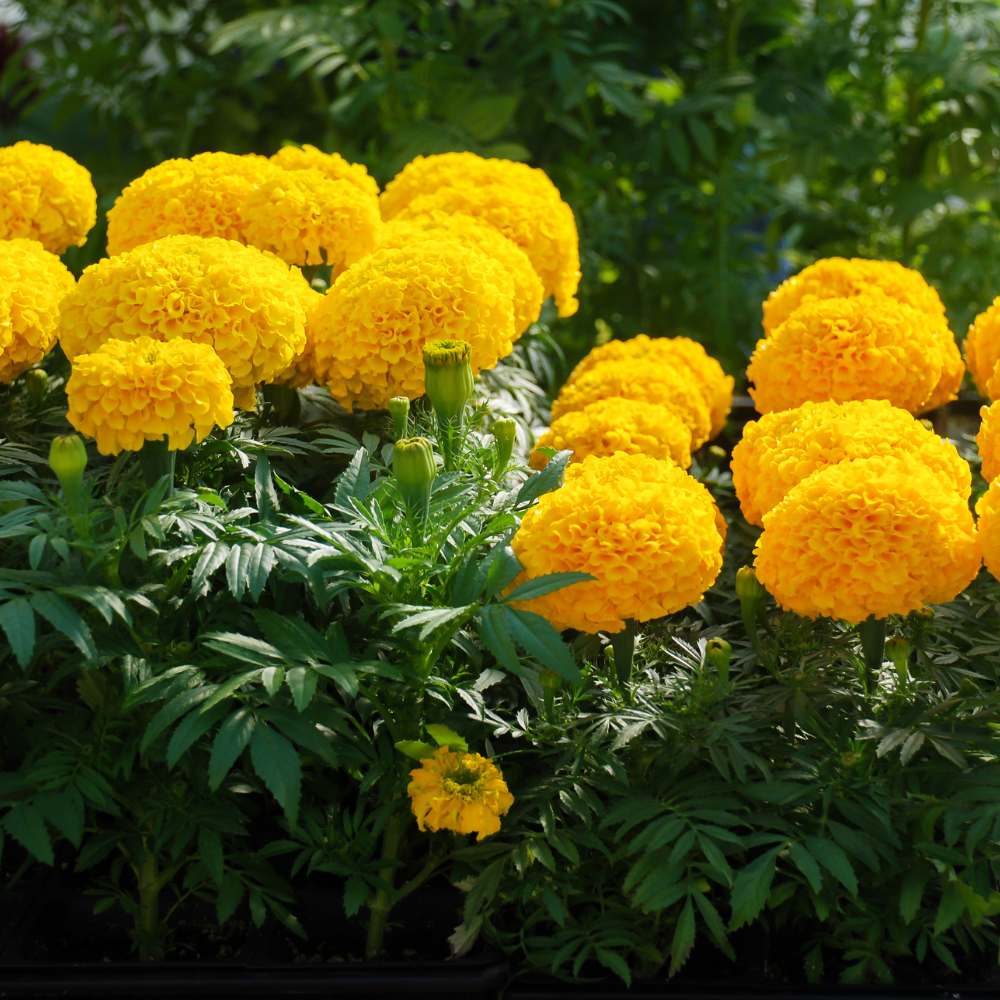 African Marigold F1 (Genda) Dwarf Gold Seeds - 30 Seeds (गेंदा के बीज) High Germination/ Easy To grow/ Perfect for pots, balconies, or Terrace gardens - Image 2