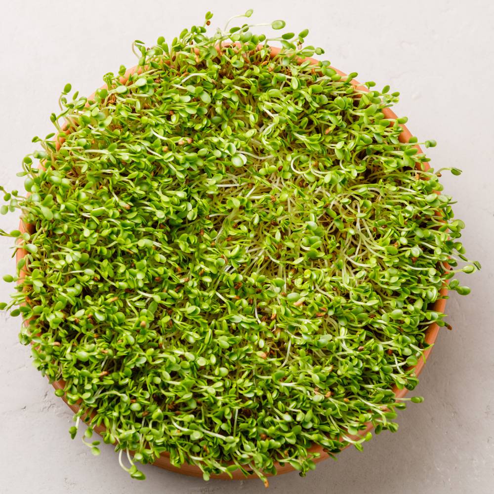 Alfalfa Microgreen Seeds (25g) - Image 2