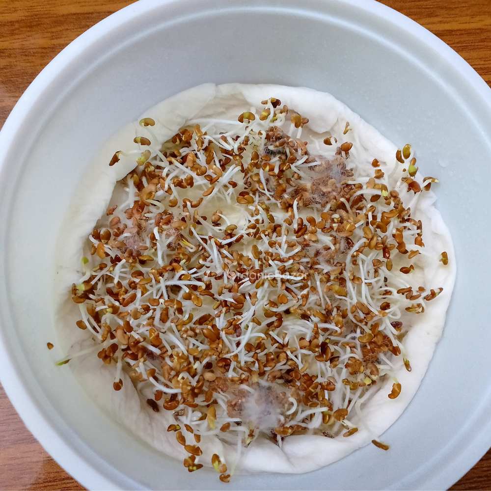 Alfalfa Microgreen Seeds (25g) - Image 3