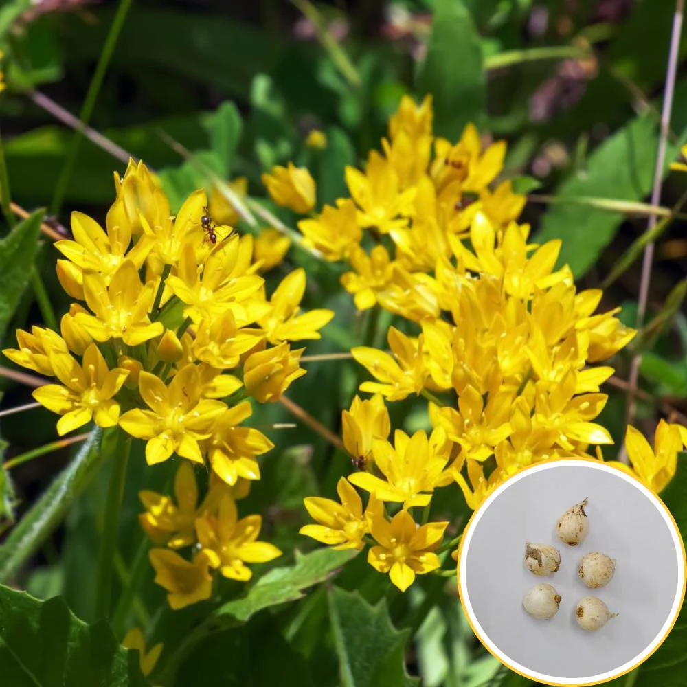 Allium Molly (Yellow) Flower Bulbs (05 Bulbs) - Image 2