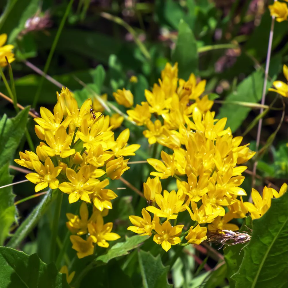 Allium Molly (Yellow) Flower Bulbs (05 Bulbs) - Image 3