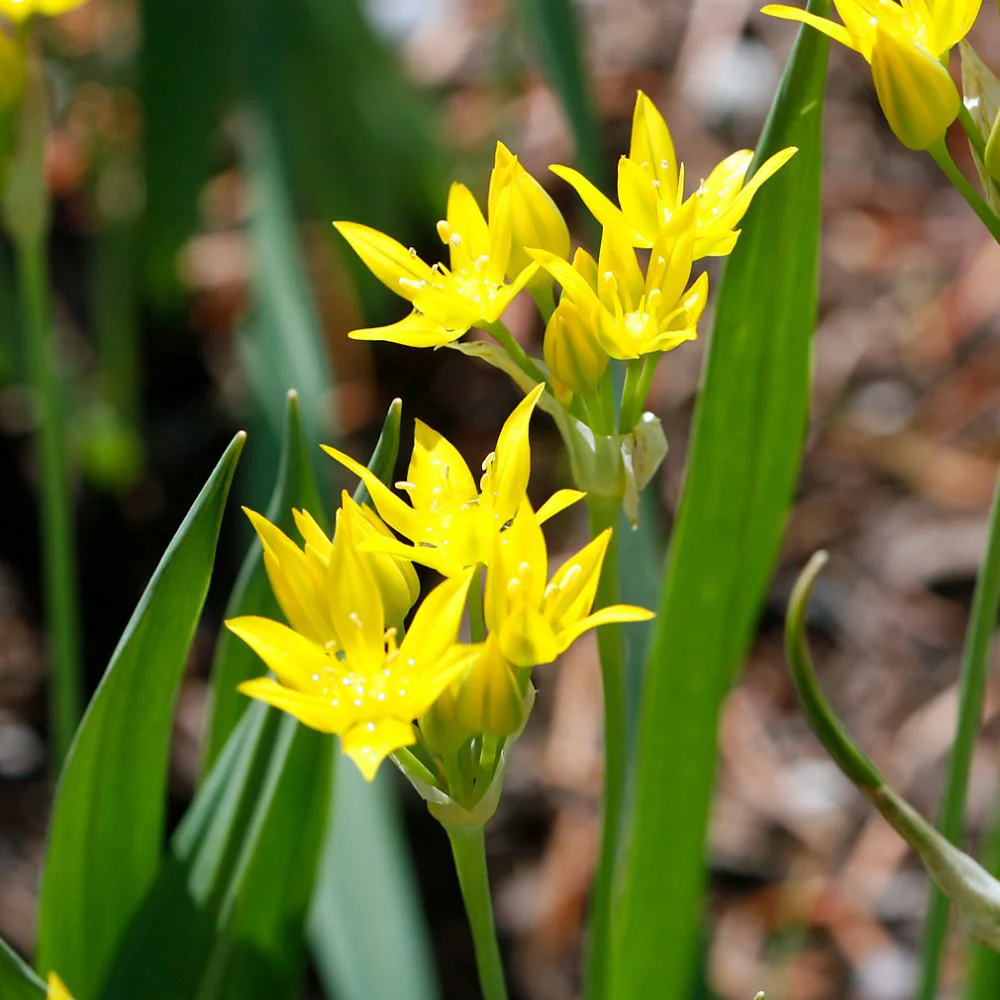 Allium Molly (Yellow) Flower Bulbs (05 Bulbs) - Image 4