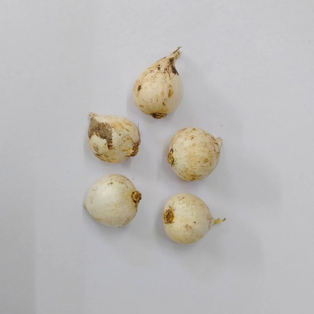 Allium Molly (Yellow) Flower Bulbs (05 Bulbs) - Image 5