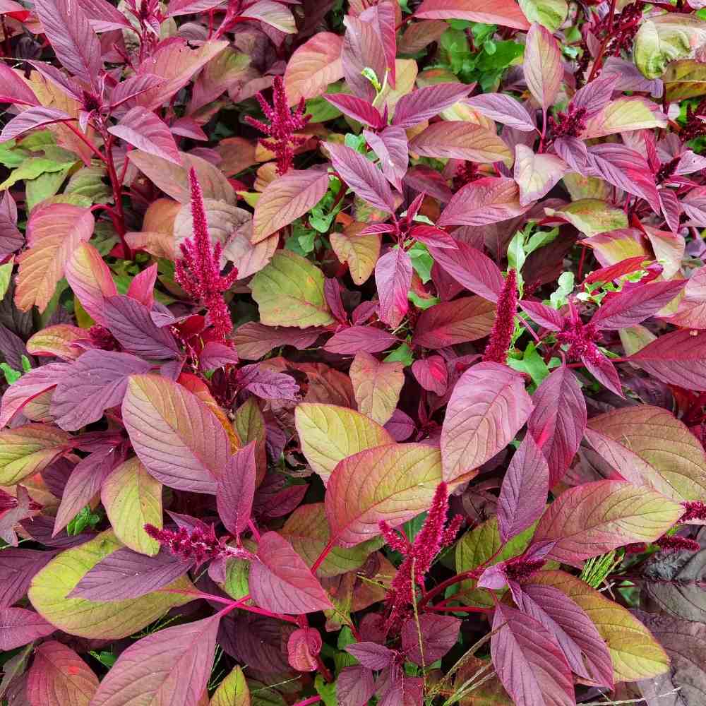 Amaranthus Mixed Seeds (200 Seeds)