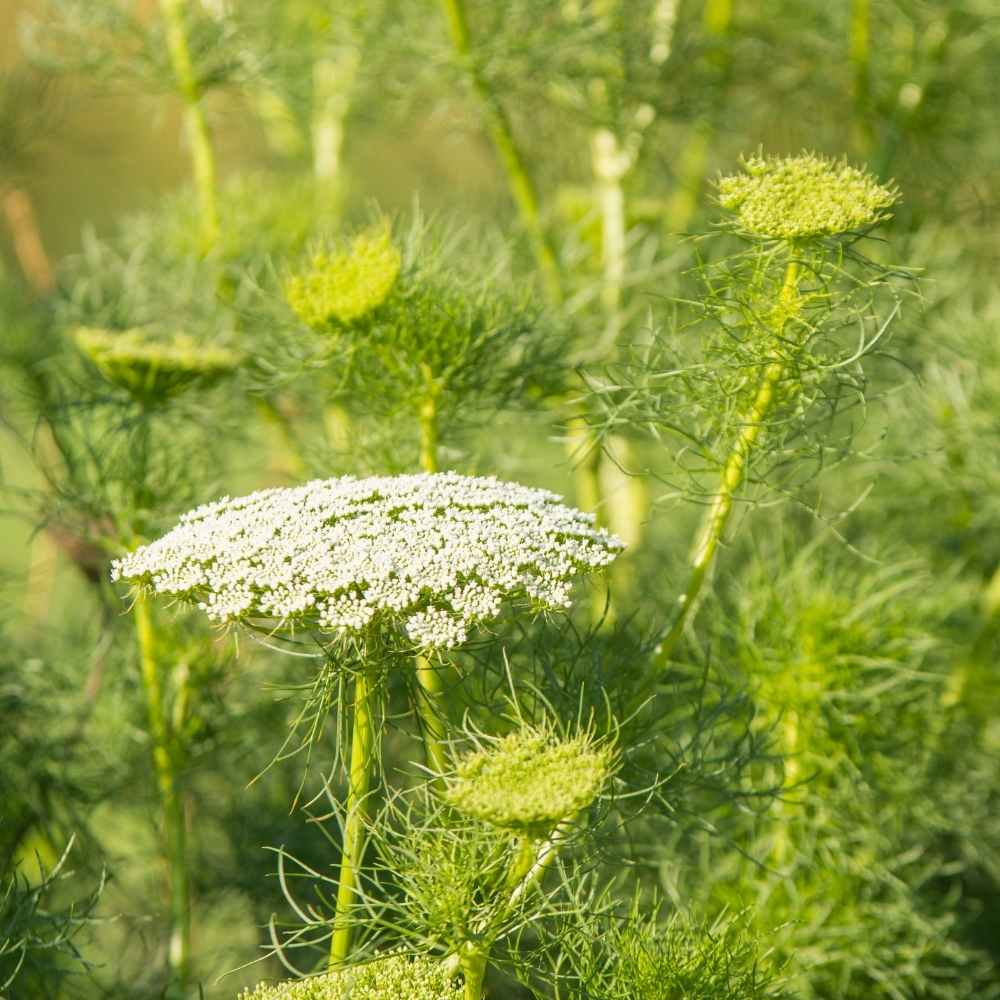 Anise Imported Seeds (100 Seeds)