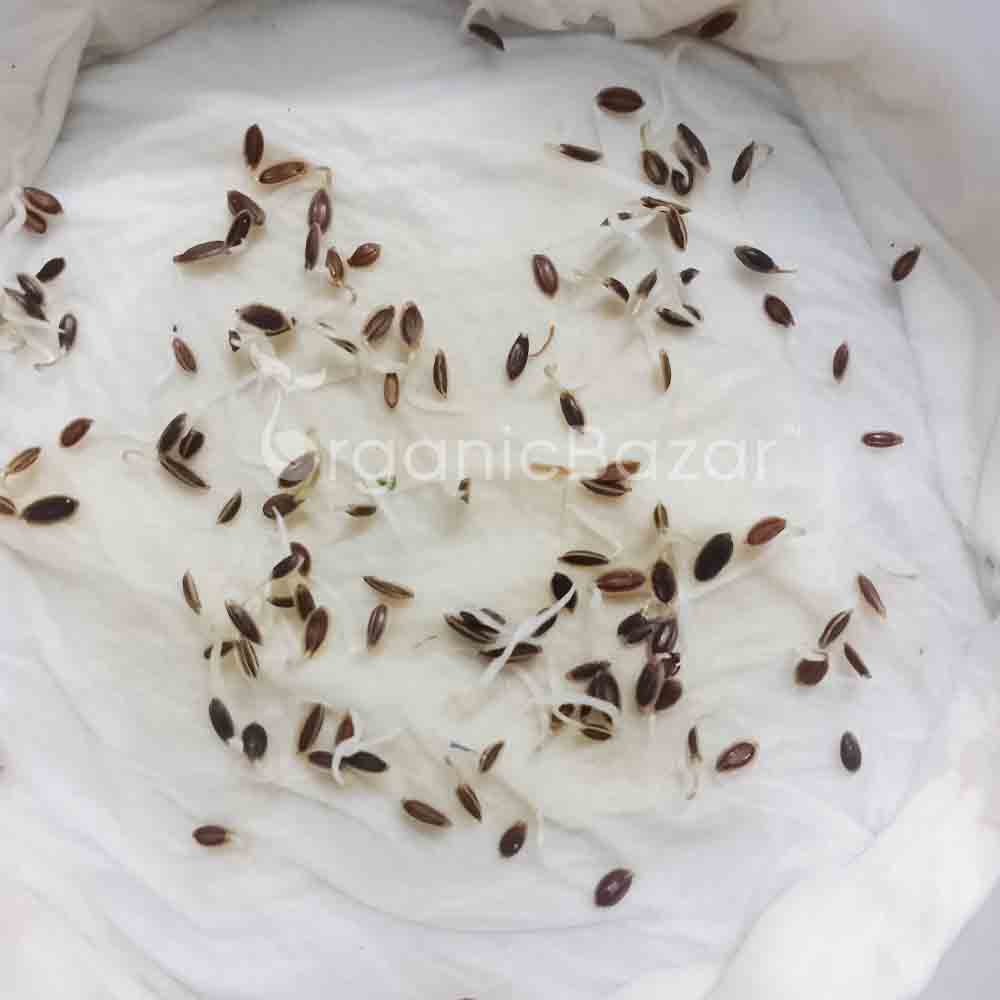 Anise Imported Seeds (100 Seeds) - Image 5