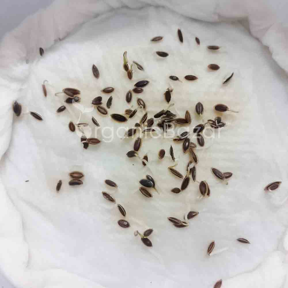 Anith Imported Seeds (100 Seeds) - Image 3