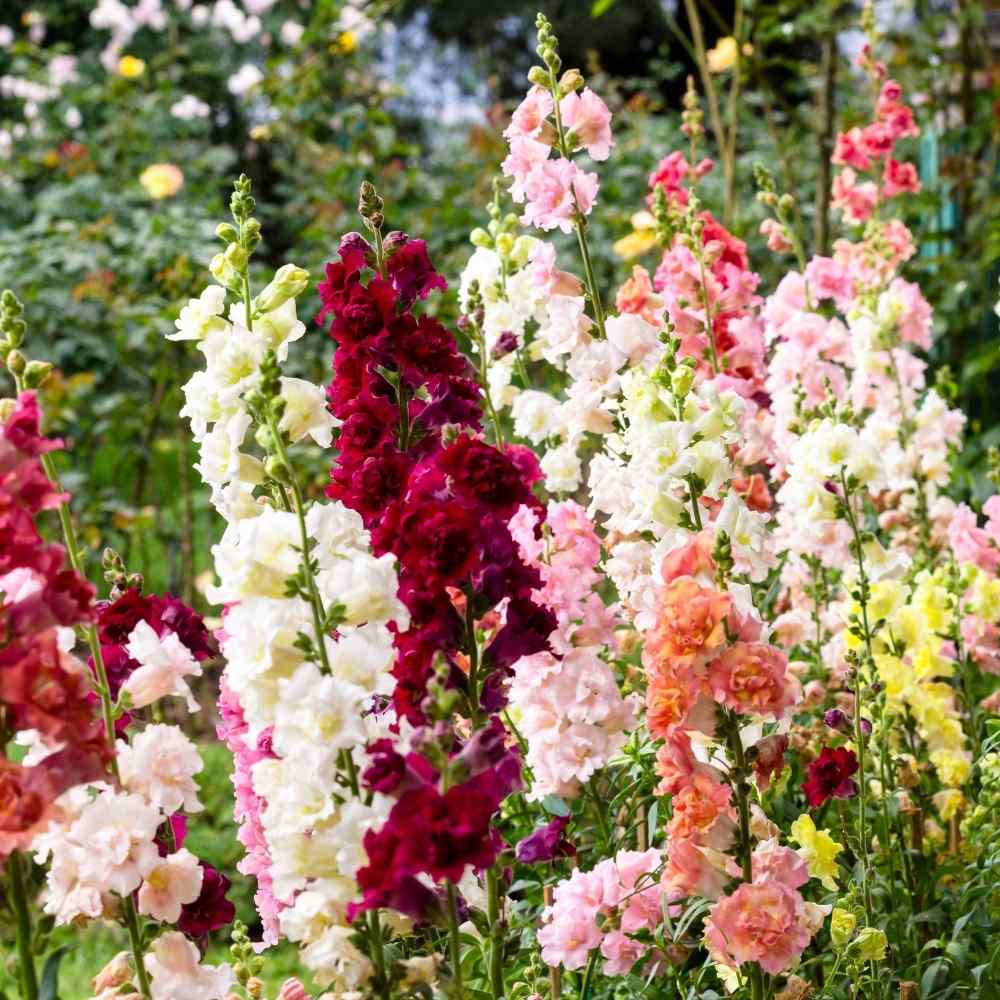 Antirrhinum Tom Thumb Dwarf Mix Seeds (400 Seeds) - Image 3