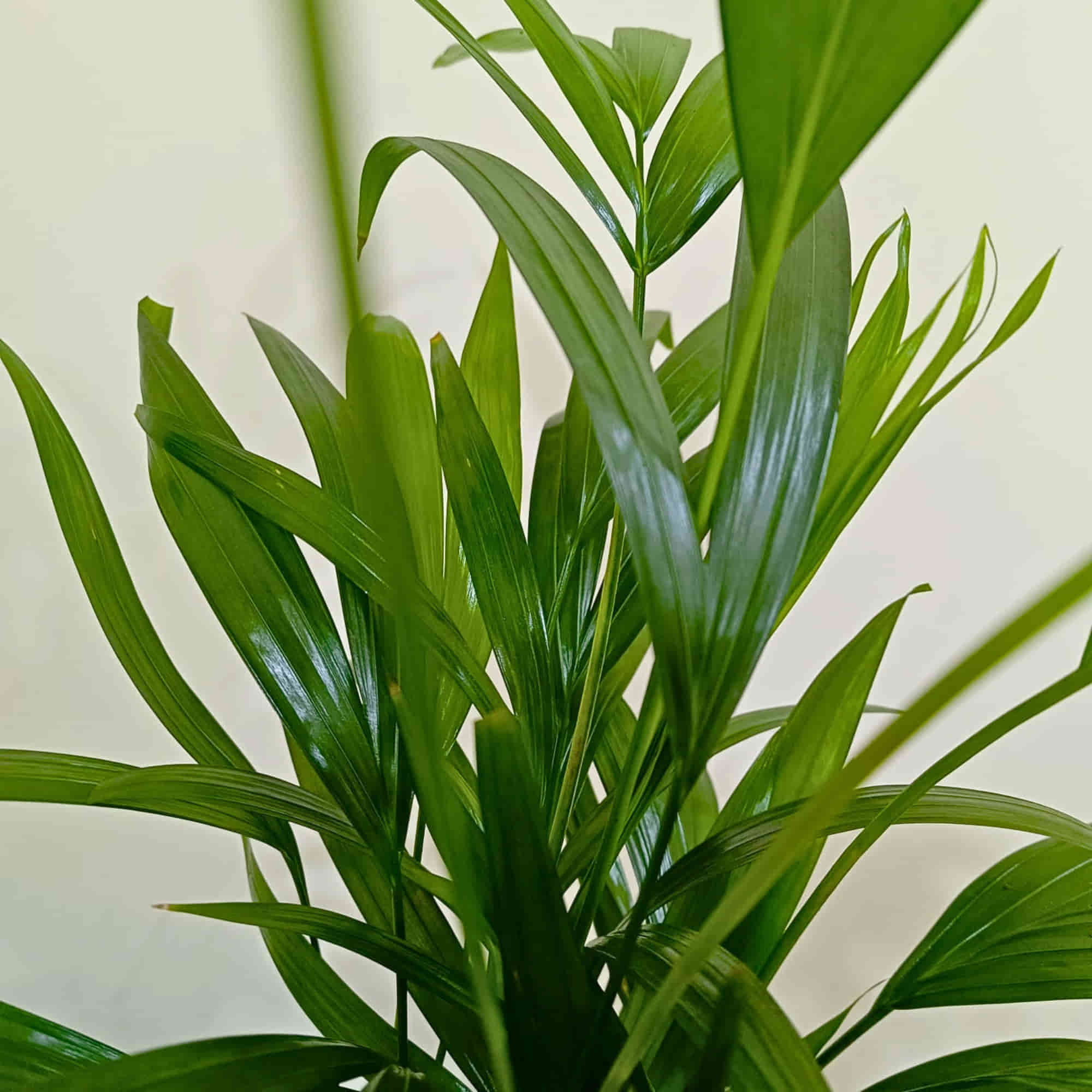Areca Palm Live Plant - Image 3