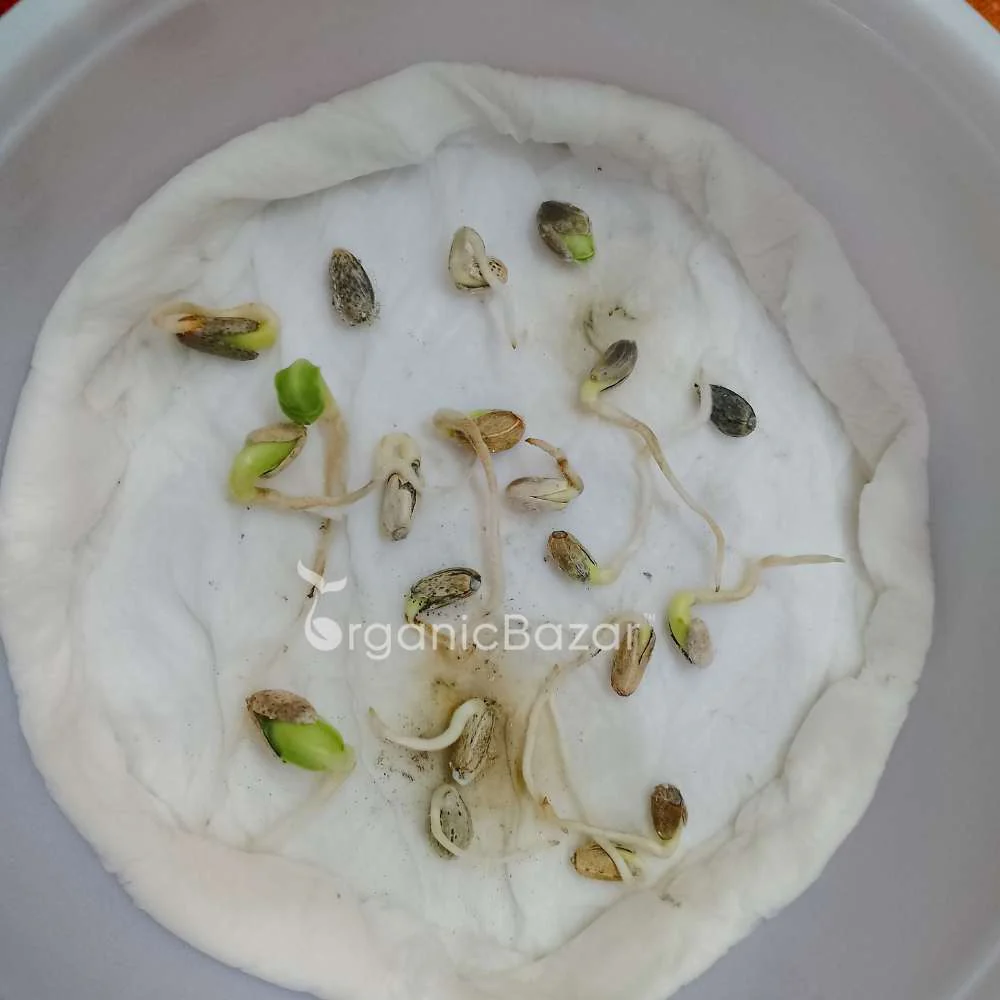 Artichoke Green Globe Seeds (30 Seeds) - Image 4