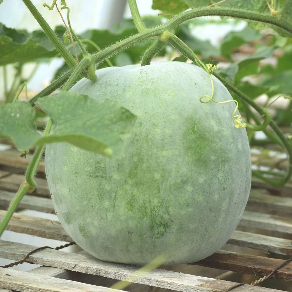 Ash Gourd Seeds - 12 Seeds (Petha /पेठा के बीज) Easy To grow, High Germination, High Yield Ash Gourd Seeds for Home Gardening - Image 2