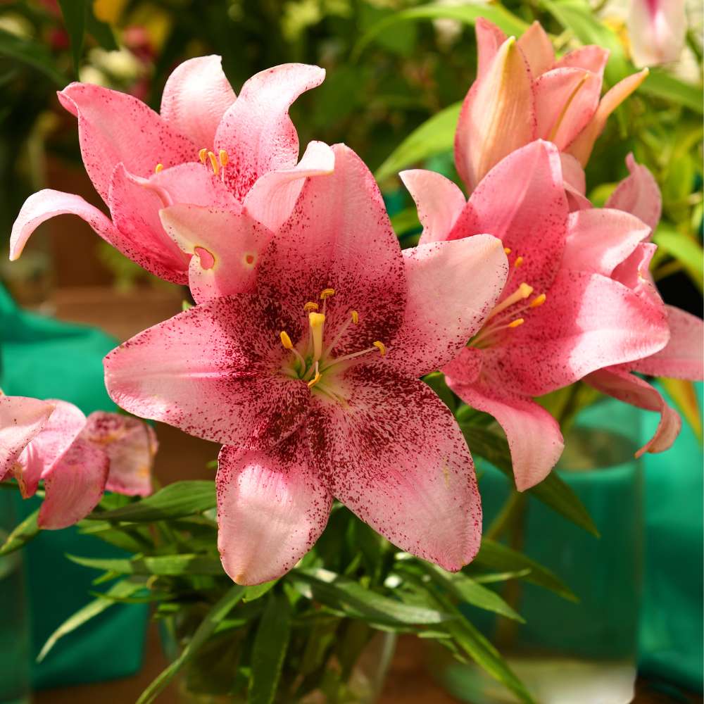 Asiatic (Lilium) Lily Pink Flower Bulbs - Image 2