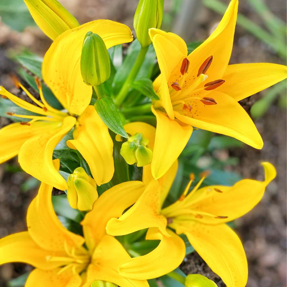 Asiatic (Lilium) Lily Yellow Flower Bulbs