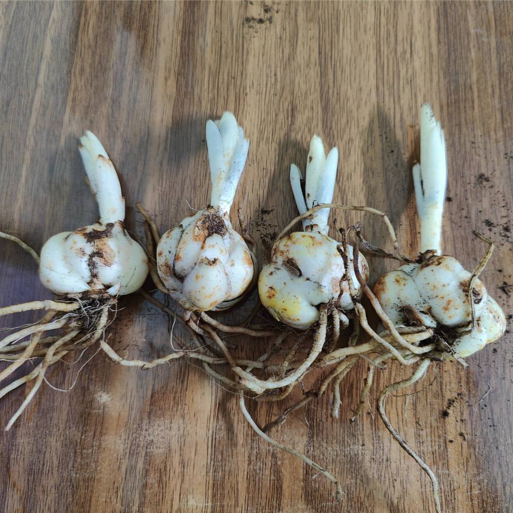 Asiatic (Lilium) Lily Orange Flower Bulbs - Image 4