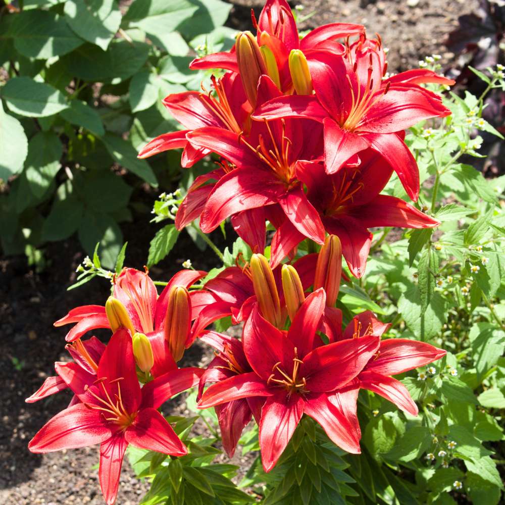 Asiatic (Lilium) Lily Red Flower Bulbs - Image 2