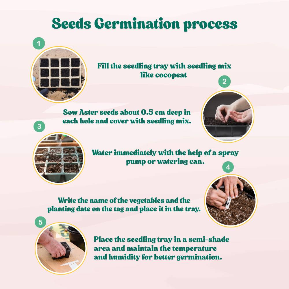 Aster Formula Mix Seeds (100 Seeds) High Germination/Easy To grow/ Perfect for pots, balconies, or Terrace gardens - Image 6