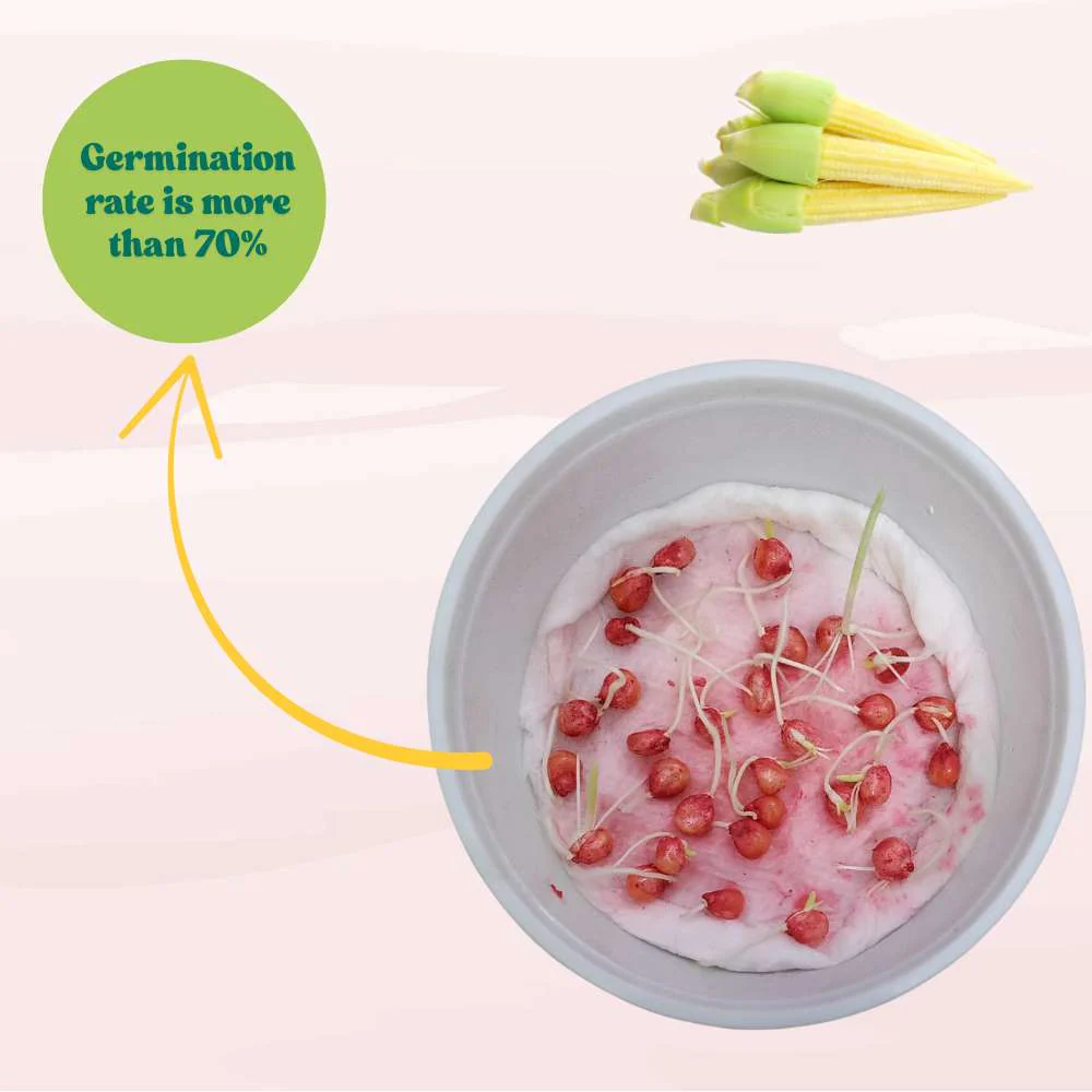 Baby Corn (Makka) Seeds - 30 Seeds (मक्का के बीज) High Germination, Easy to Grow, Premium Quality Baby Corn Seeds for Kitchen Gardening - Image 6