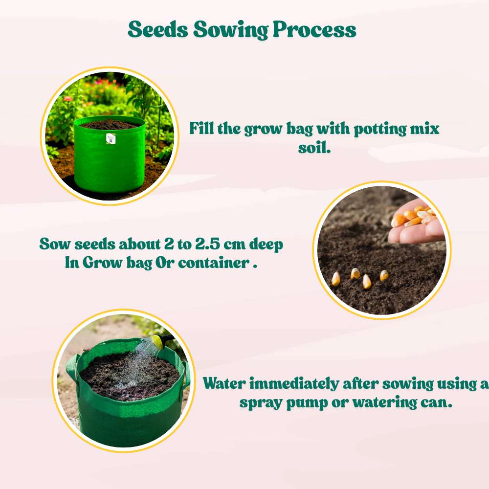 Baby Corn (Makka) Seeds - 30 Seeds (मक्का के बीज) High Germination, Easy to Grow, Premium Quality Baby Corn Seeds for Kitchen Gardening - Image 7