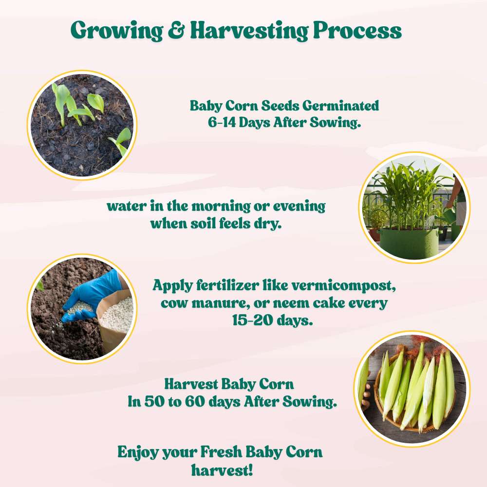 Baby Corn (Makka) Seeds - 30 Seeds (मक्का के बीज) High Germination, Easy to Grow, Premium Quality Baby Corn Seeds for Kitchen Gardening - Image 8