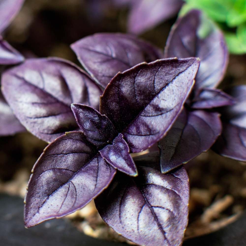 Basil Dark Opal Seeds - 200 Seeds (तुलसी के बीज) High Germination/Perfect for pots, balconies, or Terrace gardens - Image 2