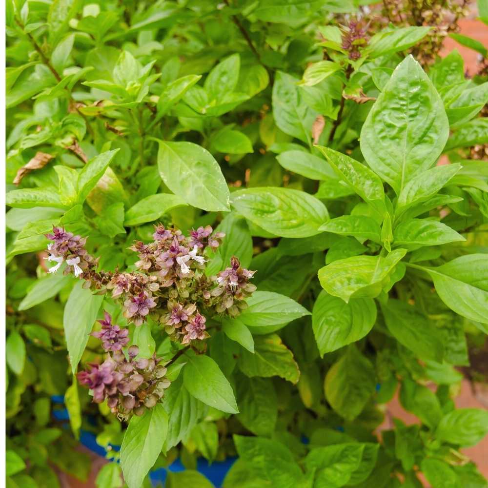 Basil Green Long (Clause) Seeds - 200 Seeds (Tulsi/तुलसी के बीज) High Germination/Perfect for pots, balconies, or Terrace gardens - Image 2