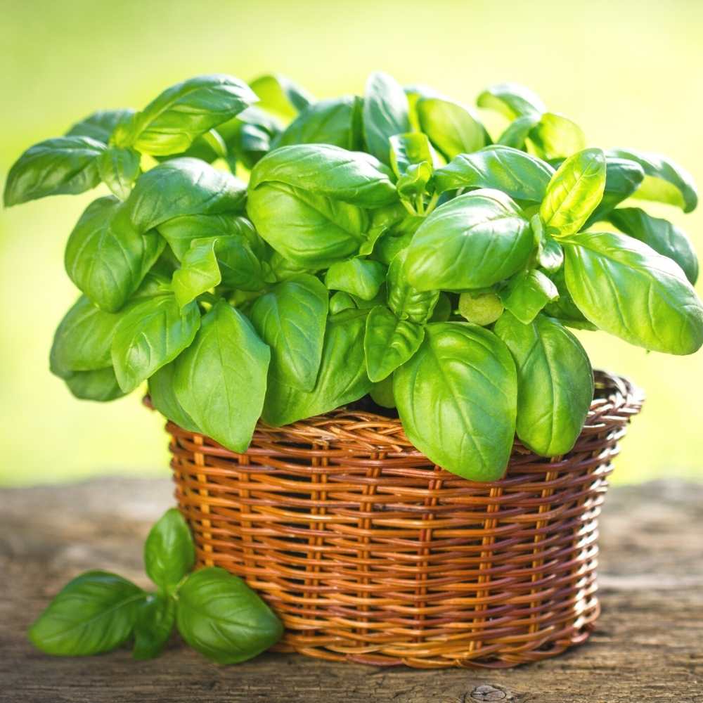 Italian Large Leaf Basil Seeds - 200 Seeds (तुलसी के बीज) High Germination/Perfect for pots, balconies, or Terrace gardens - Image 3