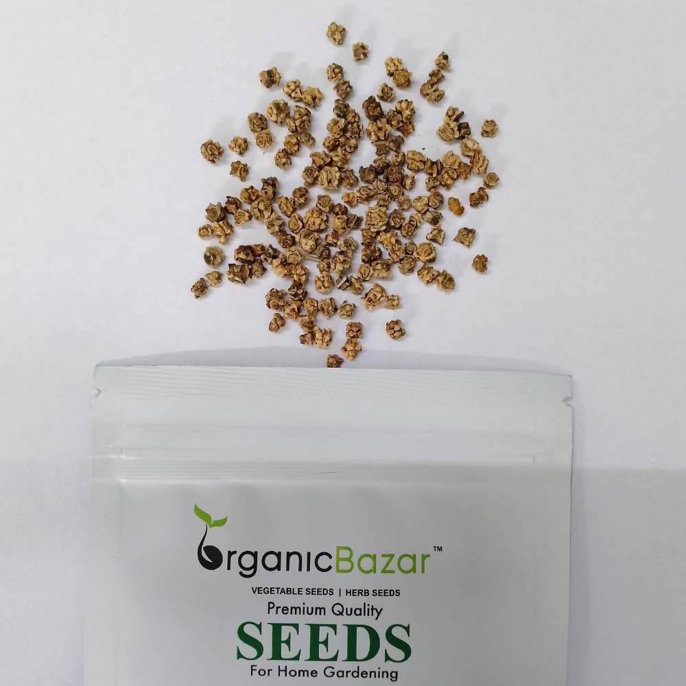 Beetroot (Chukandar) Candy Cane Seeds - 100 Seeds (चुकंदर के बीज) - Image 3