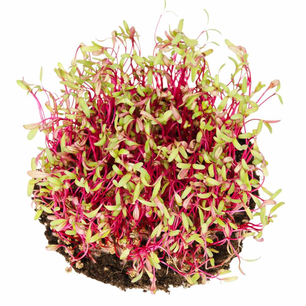 Beetroot Microgreen Seeds (20g) Easy to Grow at Home - Image 2