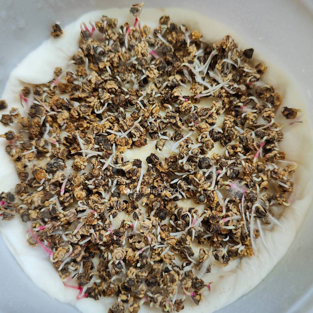 Beetroot Microgreen Seeds (20g) Easy to Grow at Home - Image 3