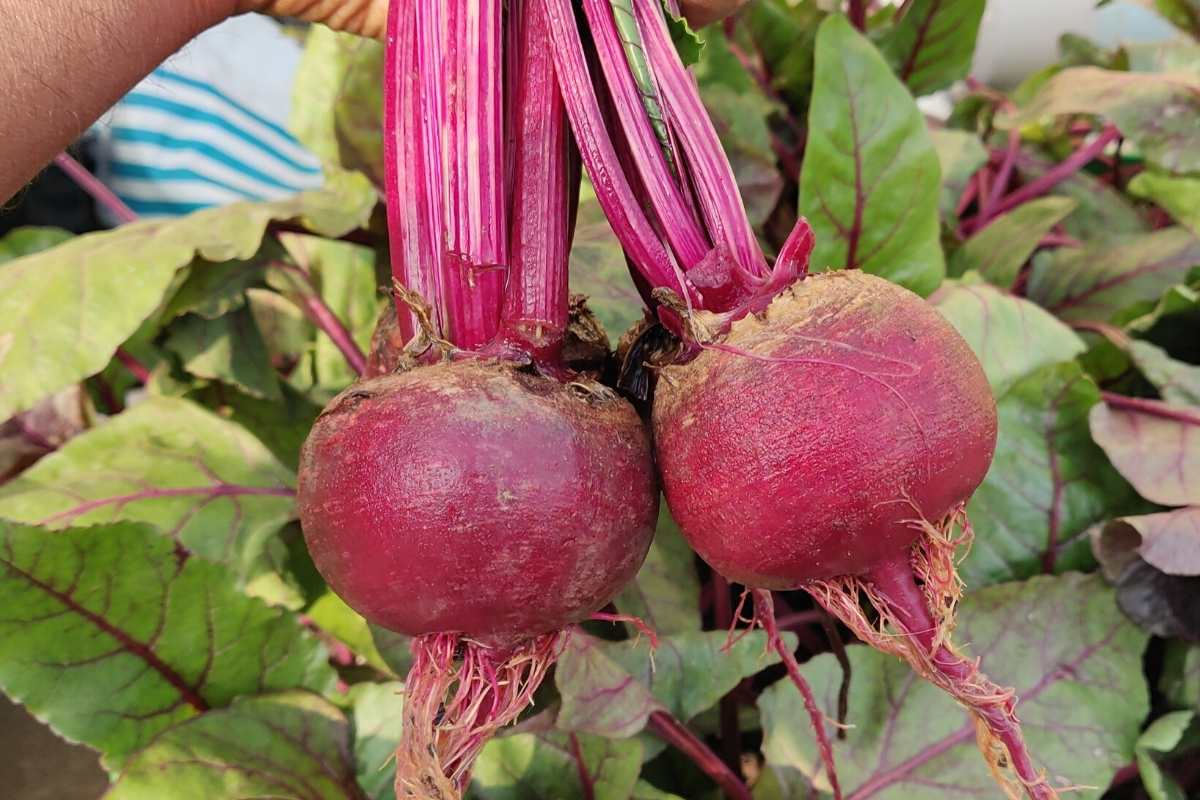 Beetroot (chukandar) Seeds - 150 Seeds (चुकंदर के बीज) - Image 4