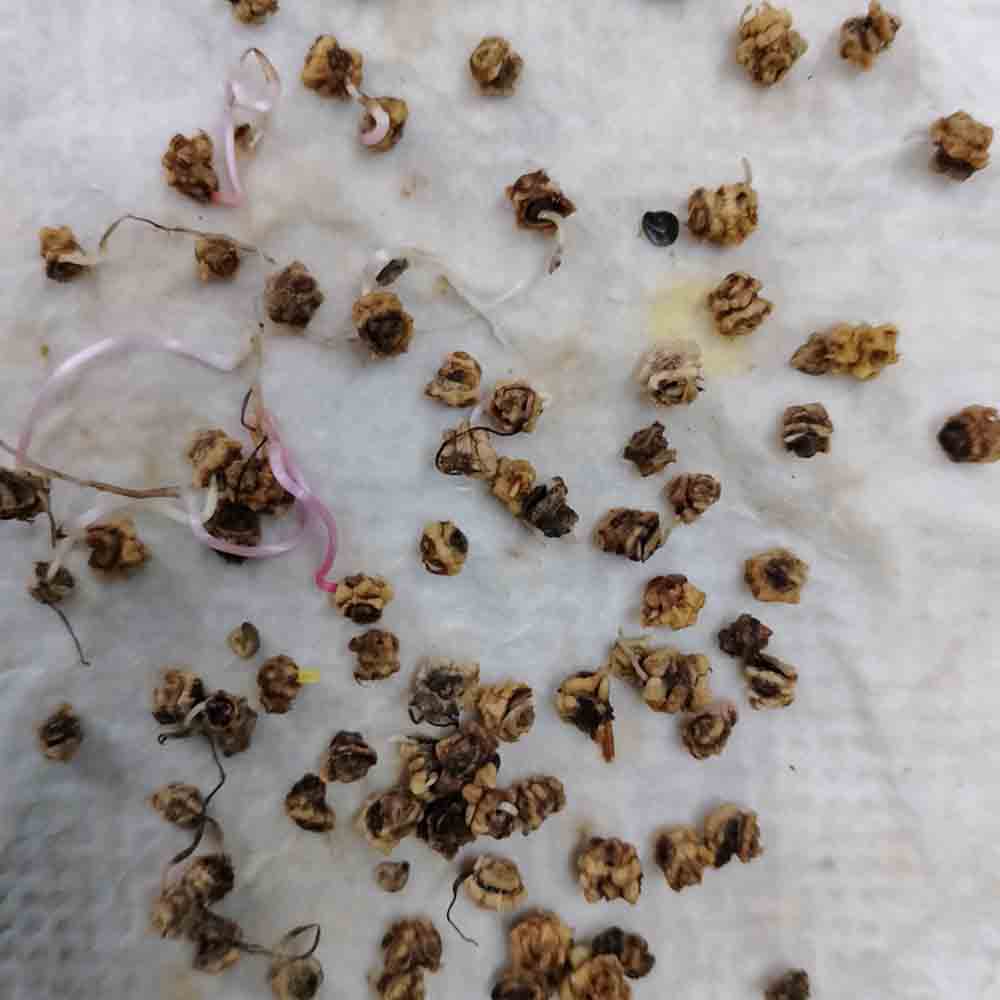 Beetroot White Seeds - 100 Seeds (Chukandar/चुकंदर के बीज) - Image 5