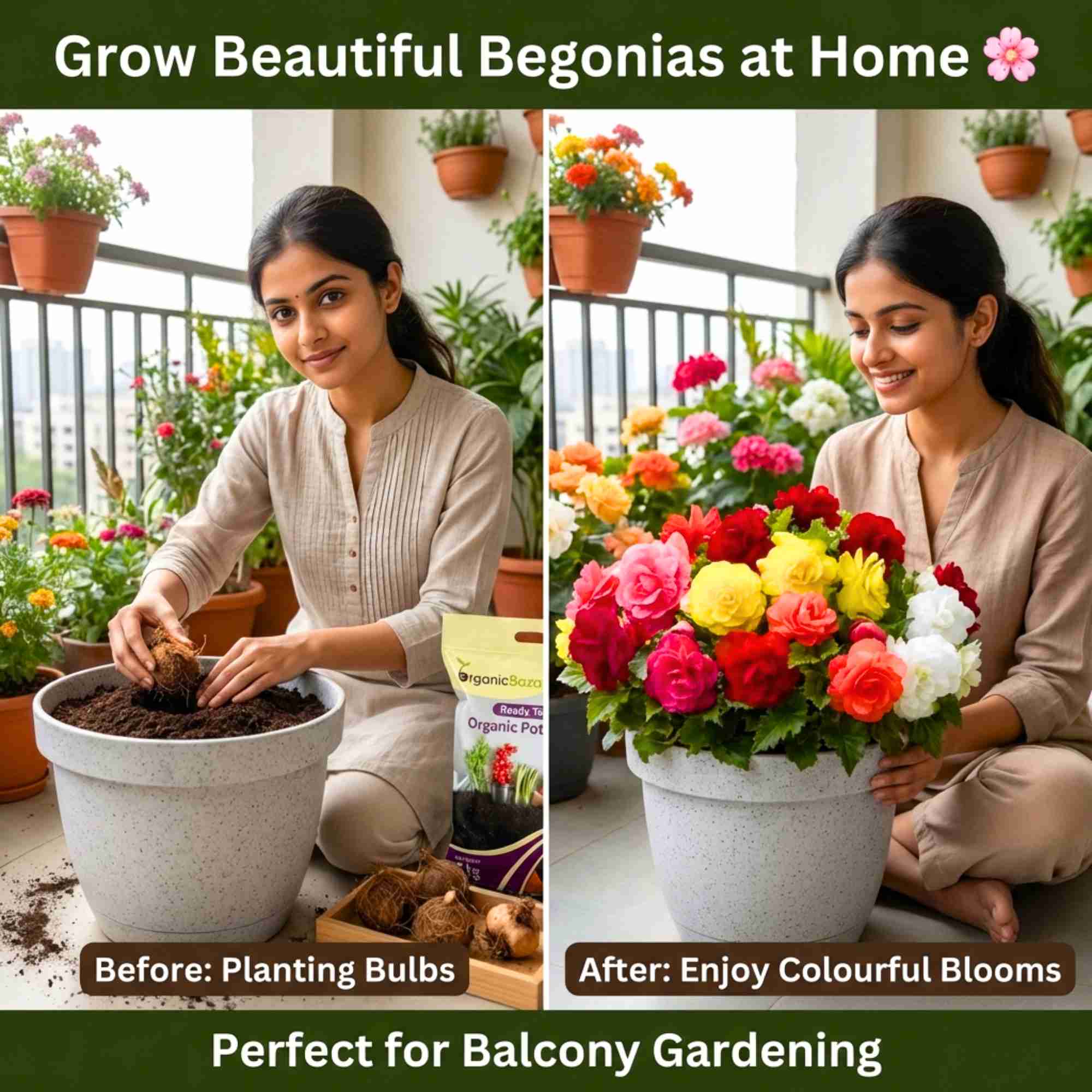 Begonia Mixed Color Flower Bulbs (05 Bulbs) Mixed Color Blooms for Balcony/ Terrace Gardening - Image 2