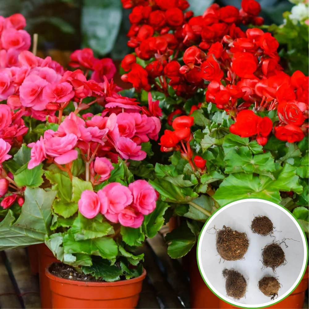 Begonia Mixed Color Flower Bulbs (05 Bulbs) Mixed Color Blooms for Balcony/ Terrace Gardening - Image 4