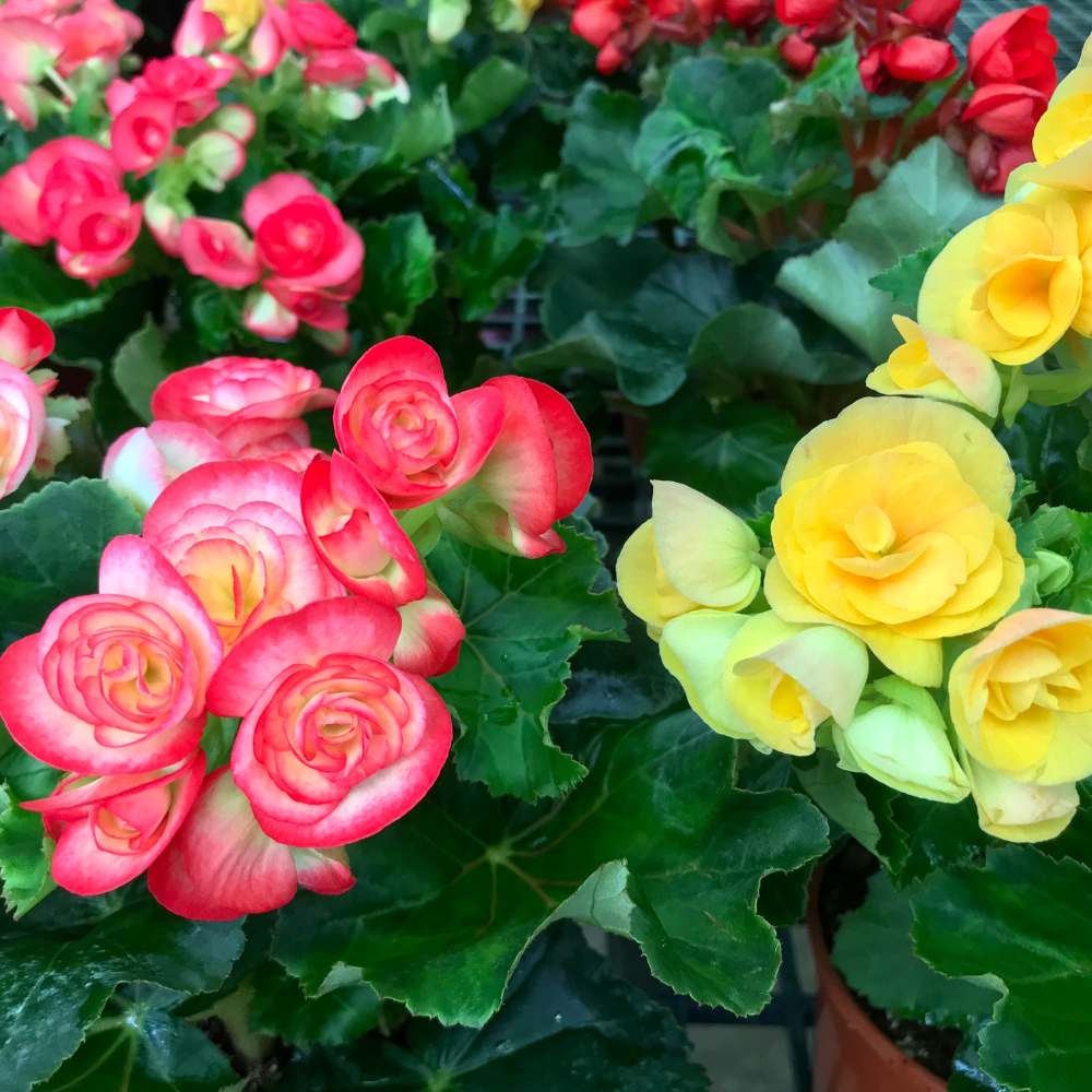 Begonia Mixed Color Flower Bulbs (05 Bulbs) Mixed Color Blooms for Balcony/ Terrace Gardening - Image 5