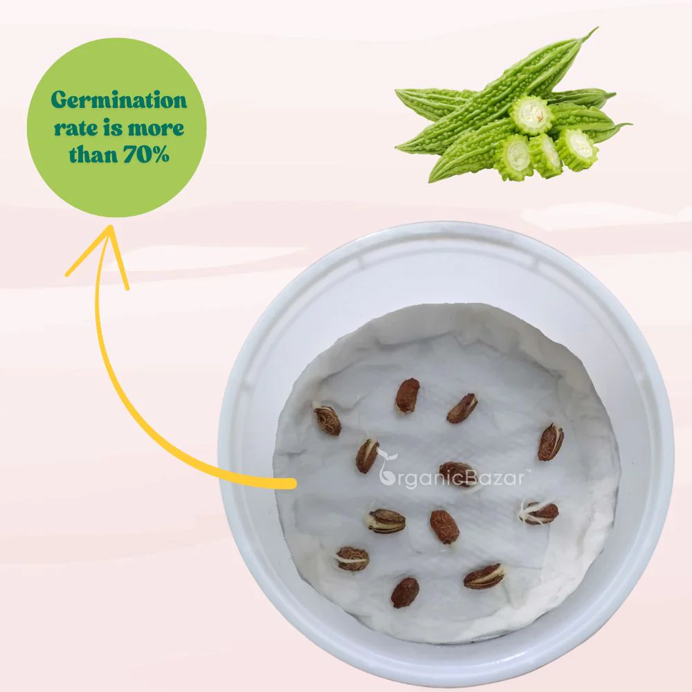 Bitter Gourd Jhalari Seeds - 12 Seeds (karela/करेला के बीज) Easy To grow, High Germination, High Yield Karela Seeds for Home Gardening - Image 5