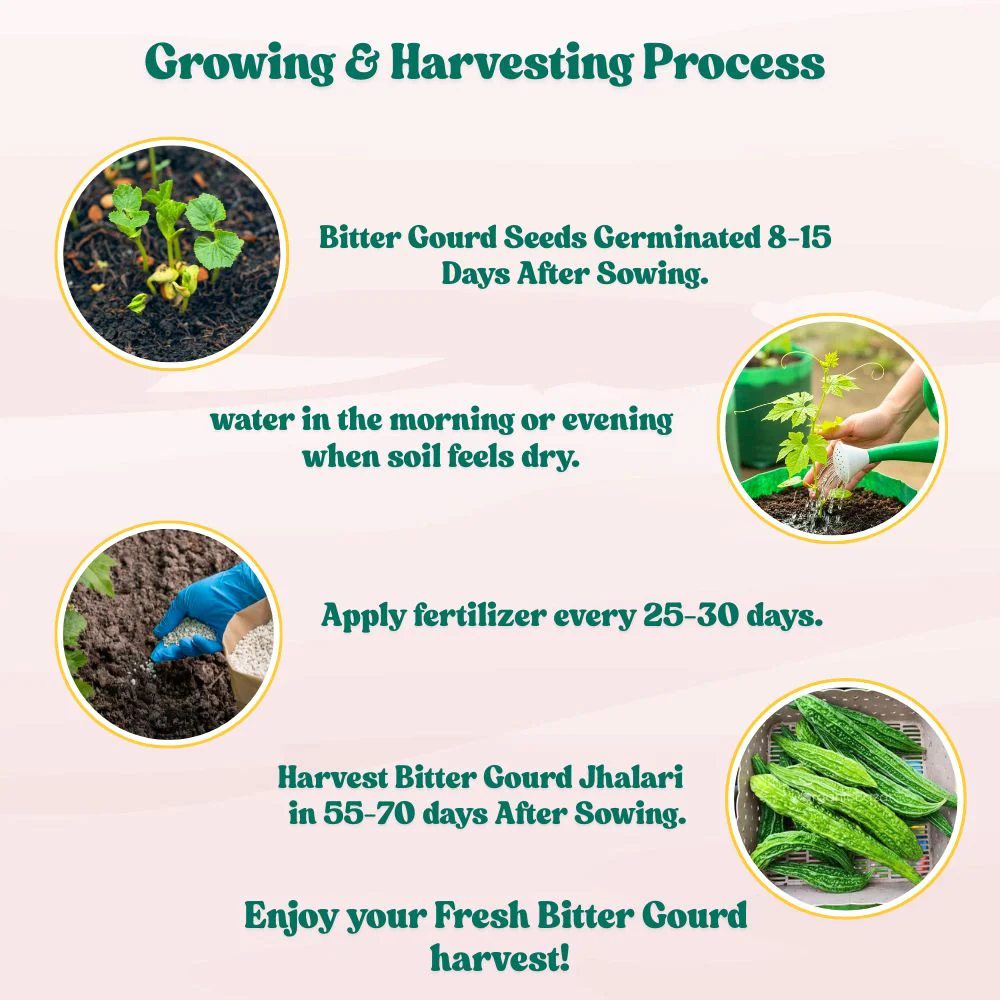 Bitter Gourd Jhalari Seeds - 12 Seeds (karela/करेला के बीज) Easy To grow, High Germination, High Yield Karela Seeds for Home Gardening - Image 7